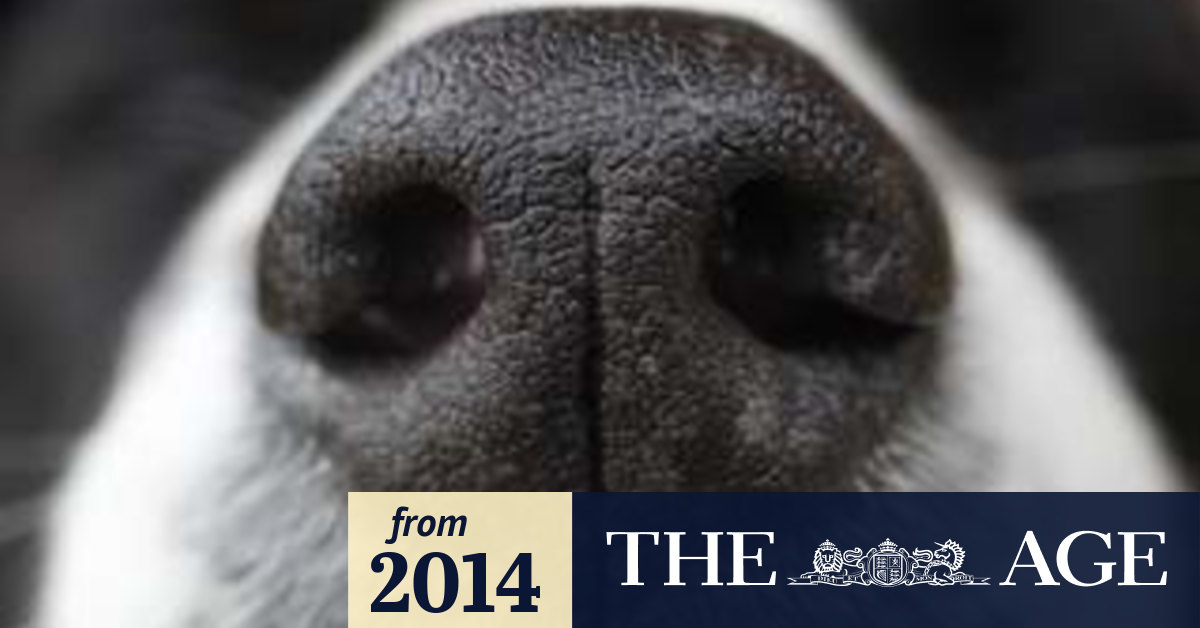 What does cancer smell like?